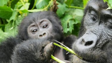Im Bwindi Forest warten beim Gorilla Trekking aufregende Momente auf Dich