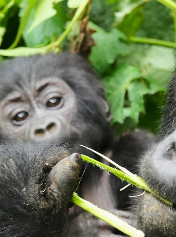 Im Bwindi Forest warten beim Gorilla Trekking aufregende Momente auf Dich