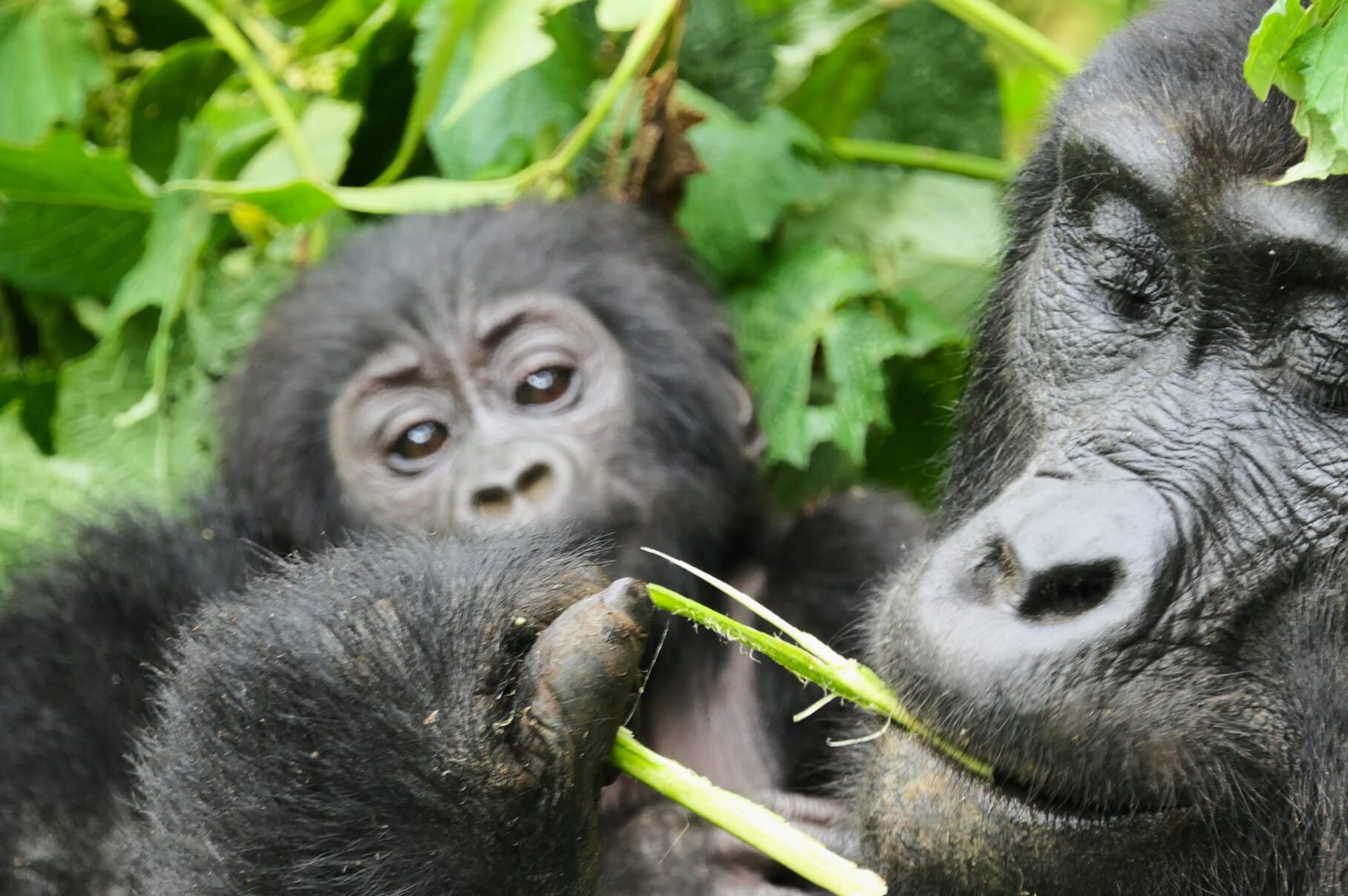 Im Bwindi Forest warten beim Gorilla Trekking aufregende Momente auf Dich