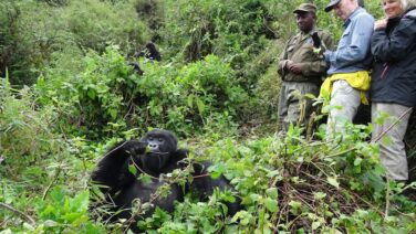 Touristen entdecken Gorilla Familie auf Gorilla Trekking im Bwindi Forest