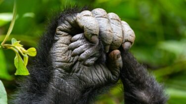 Erstaunliche Beobachtungen beim Gorilla Trekking im Bwindi Forest
