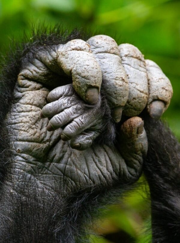 Erstaunliche Beobachtungen beim Gorilla Trekking im Bwindi Forest