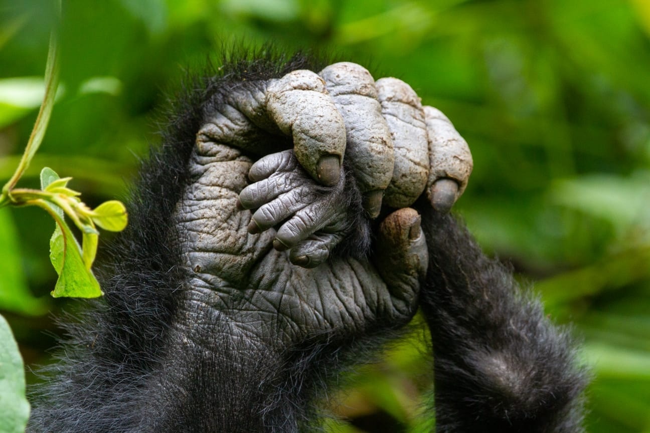 Erstaunliche Beobachtungen beim Gorilla Trekking im Bwindi Forest