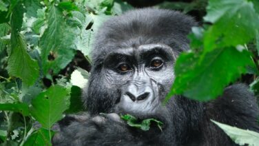 Auf der Gorilla Trekking Safari stehst Du auf Augenhöhe mit den Berggorillas