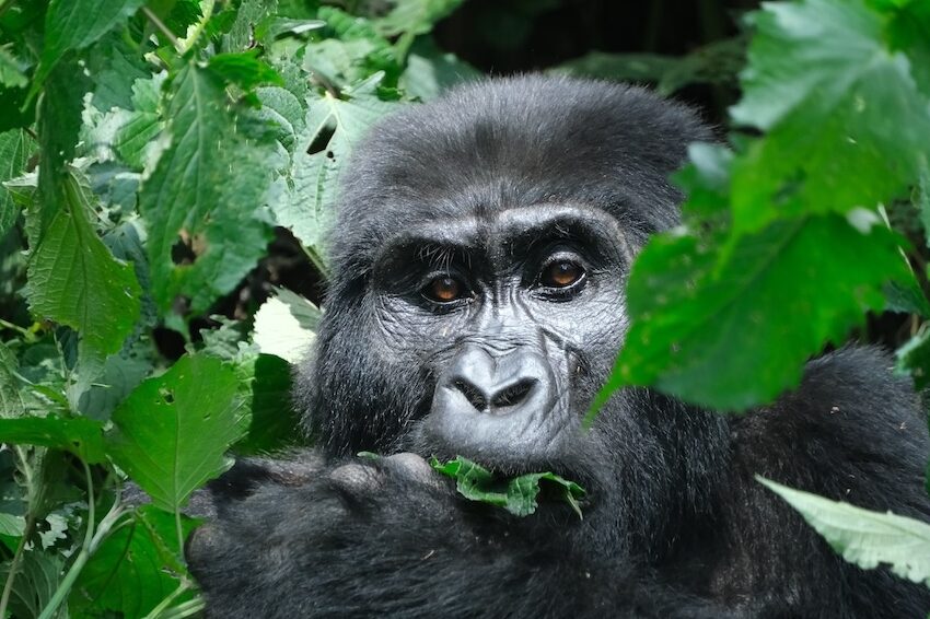 Auf der Gorilla Trekking Safari stehst Du auf Augenhöhe mit den Berggorillas