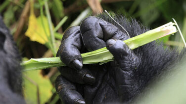 Ganz nah' bei den Berggorillas auf der Gorilla Trekking Safari