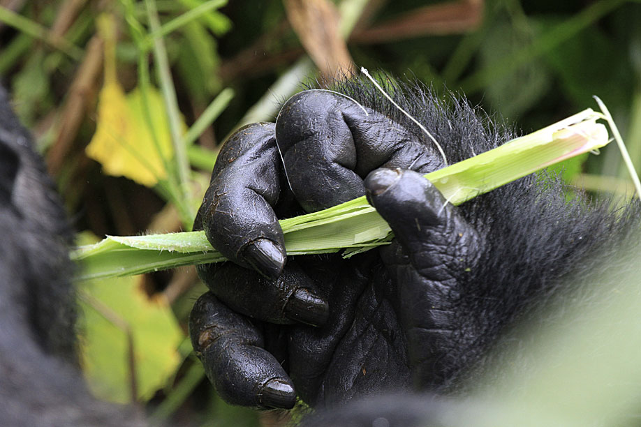 Ganz nah' bei den Berggorillas auf der Gorilla Trekking Safari