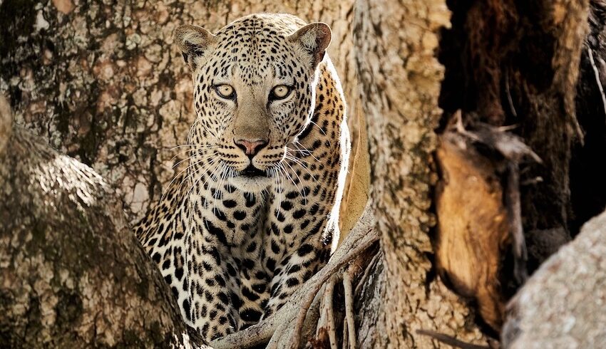 Erlebe Leoparden auf der Safari im Queen Nationalpark