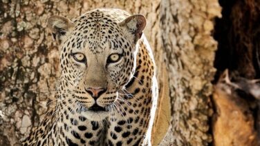 Erlebe Leoparden auf der Safari im Queen Nationalpark
