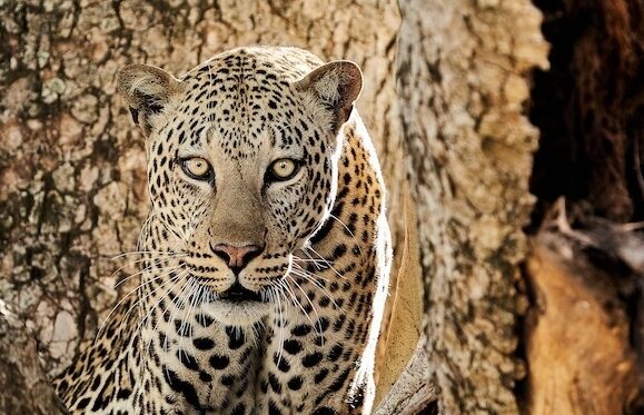 Erlebe Leoparden auf der Safari im Queen Nationalpark