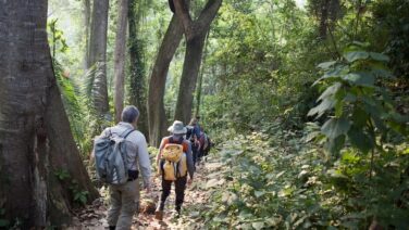 Der Nungwe Forest ist ein Paradies für Safari und Wandern
