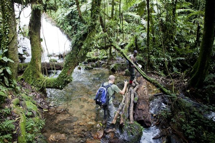 Wandern und Safari im Bwindi Forest