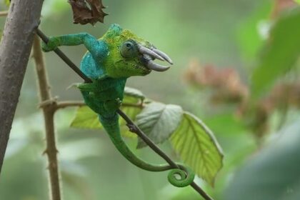 Jackson's 3-Horn Chameleon ist eine Ikone des Rwenzori Nationalparks