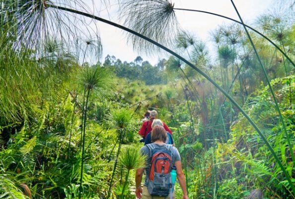 Bigodi Naturwanderung nahe Kibale Forest