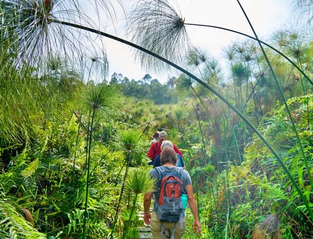 Bigodi Naturwanderung nahe Kibale Forest