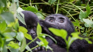 Beim Gorilla Trekking im Bwindi Forest bist du ganz nah bei einer Gorilla Familie.