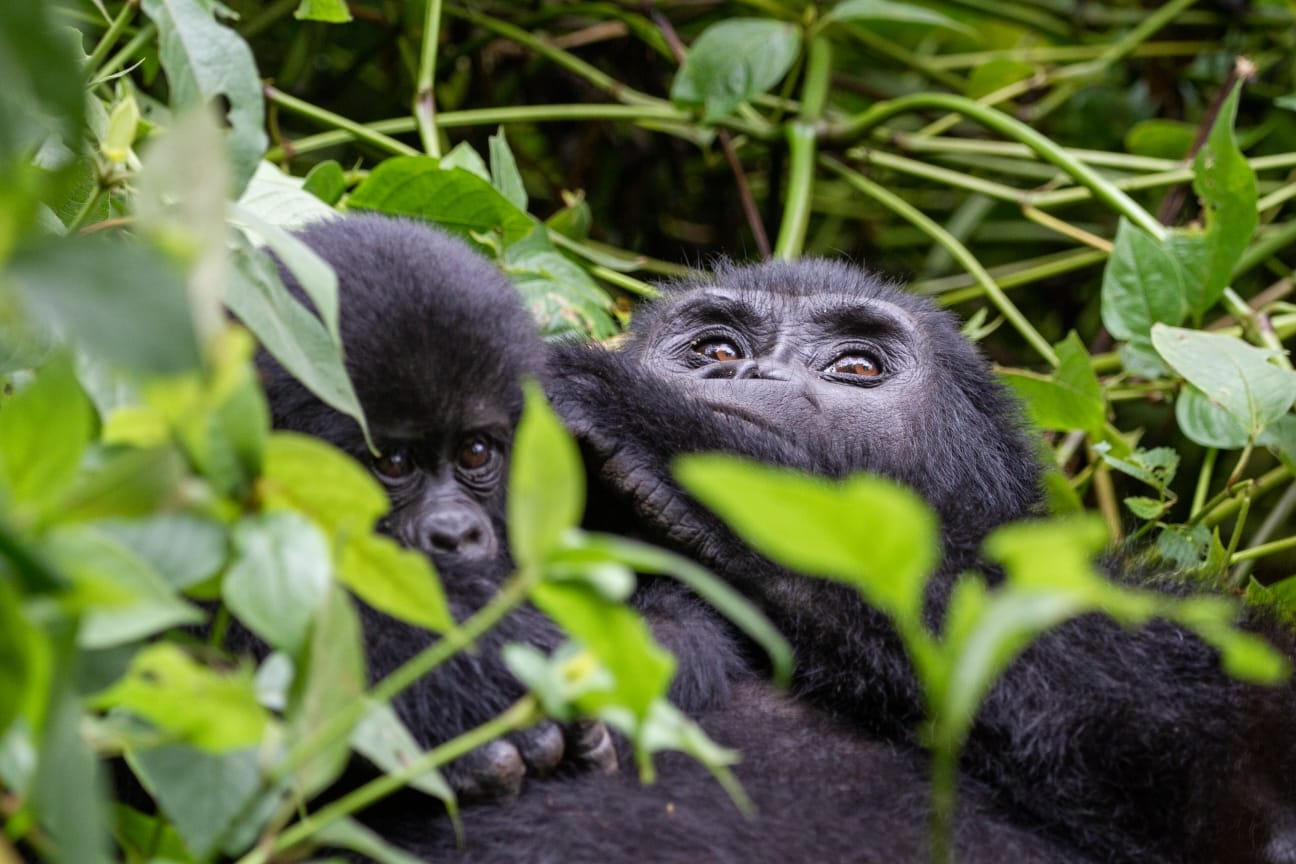 Beim Gorilla Trekking im Bwindi Forest bist du ganz nah bei einer Gorilla Familie.