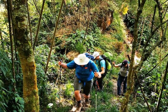 Rwenzori Safari Trekking bis 3000 Meter Höhe