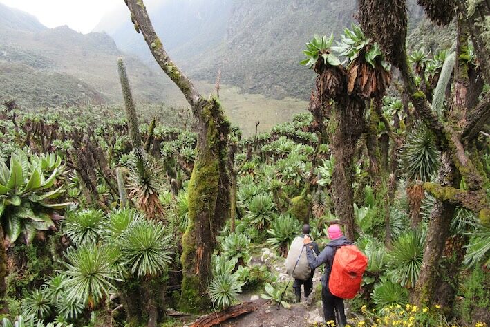 Rwenzori Safari Trekking bis 4000 Meter Höhe