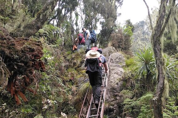 Rwenzori Safari und Trekking Leiteranstieg