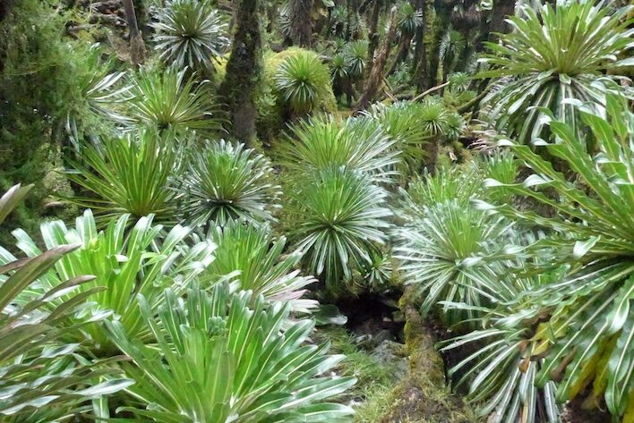 Rwenzori Safari und Trekking Szenerien Wald