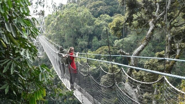 Safari und Wander auf dem Canopy Walk