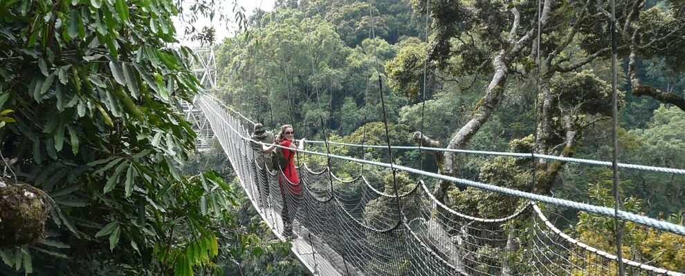 Safari und Wander auf dem Canopy Walk