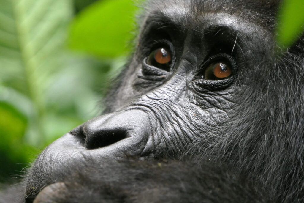 Gorilla Trekking im Bwindi Forest ganz nah