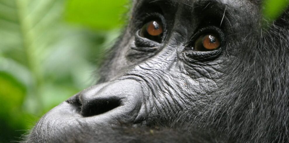 Gorilla Trekking im Bwindi Forest ganz nah