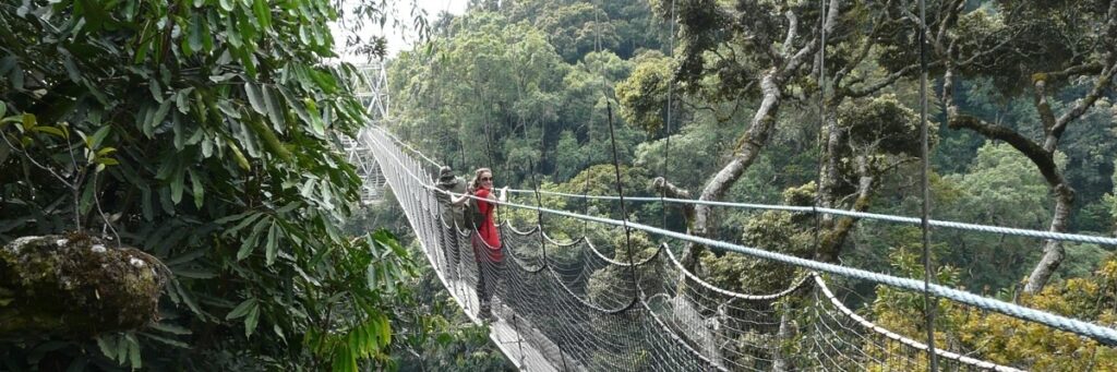 Safari und Wandern Nyungwe Forest Canopy Walk