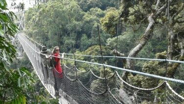 Safari und Wandern Nyungwe Forest Canopy Walk