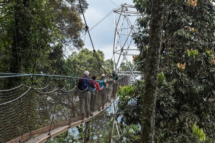 Safari und Wandern Nyungwe Forest Canopy Walk 2