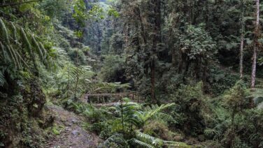 Safari und Wandern Nyungwe Forest Isumo Trail