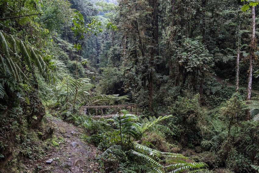 Safari und Wandern Nyungwe Forest Isumo Trail