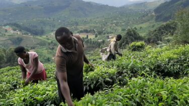 Teeplantagen bestimmen große Landesteile in Uganda