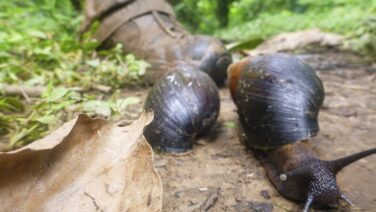 Multi Aktiv Safari Spurensuche zu Land