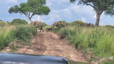 Elefanten queren die Piste im Murchison Nationalpark