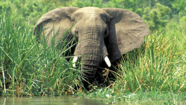 Elefant im Murchison Nationalpark am Nilufer
