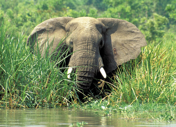 Elefant im Murchison Nationalpark am Nilufer