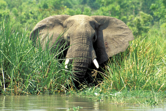 Elefant im Murchison Nationalpark am Nilufer