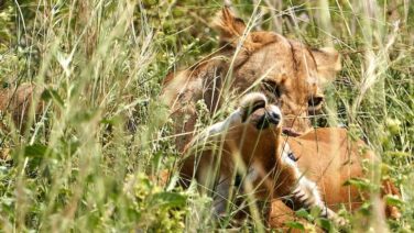 Erfolgreiche Löwenjagd im Murchison Nationalpark