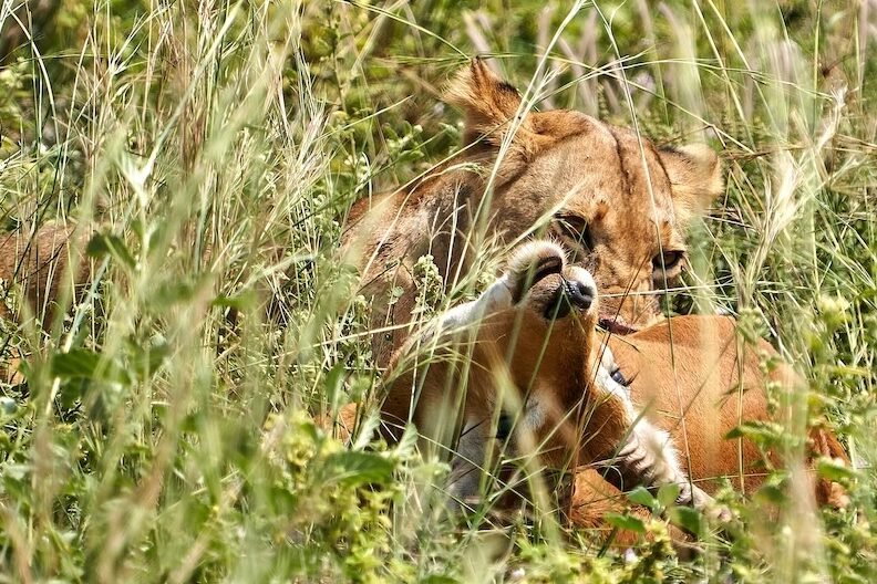 Erfolgreiche Löwenjagd im Murchison Nationalpark