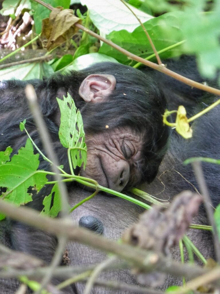 Gorilla Baby 2 Wochen alt im Volcano Nationalpark Ruanda