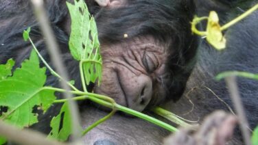 Gorilla Baby 2 Wochen alt im Volcano Nationalpark Ruanda
