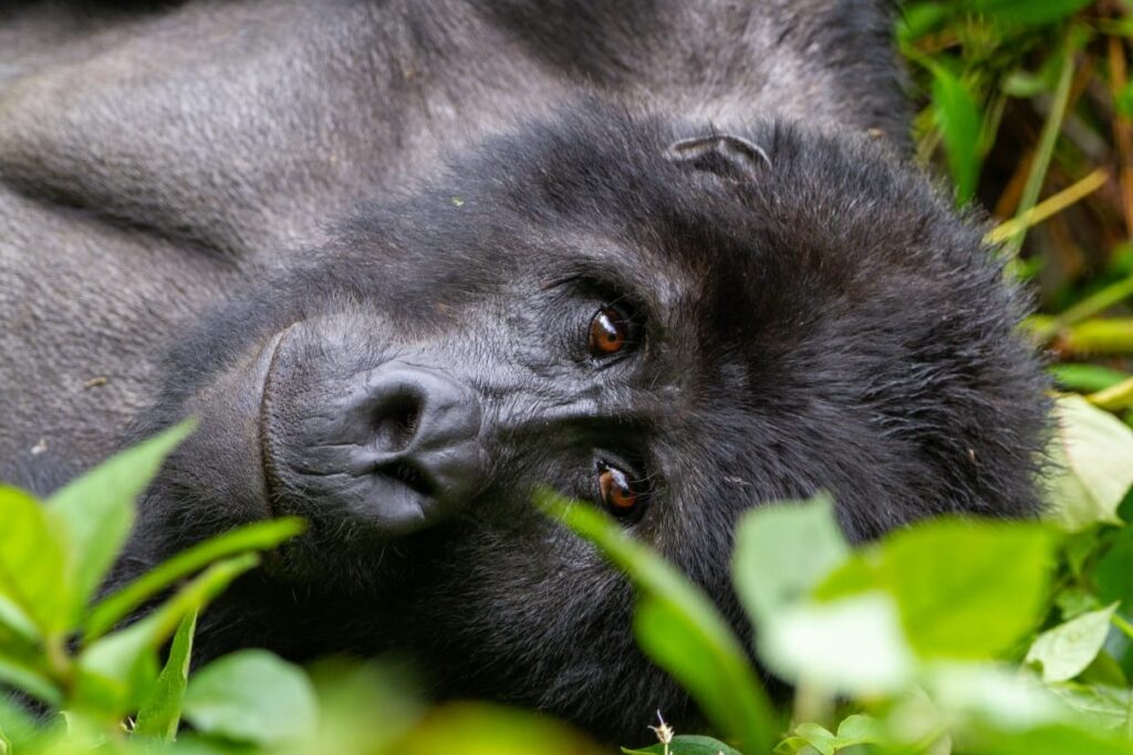 Gorilla Begegnung im Volcano Nationalpark Ruanda