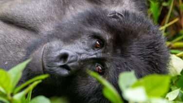 Gorilla Begegnung im Volcano Nationalpark Ruanda