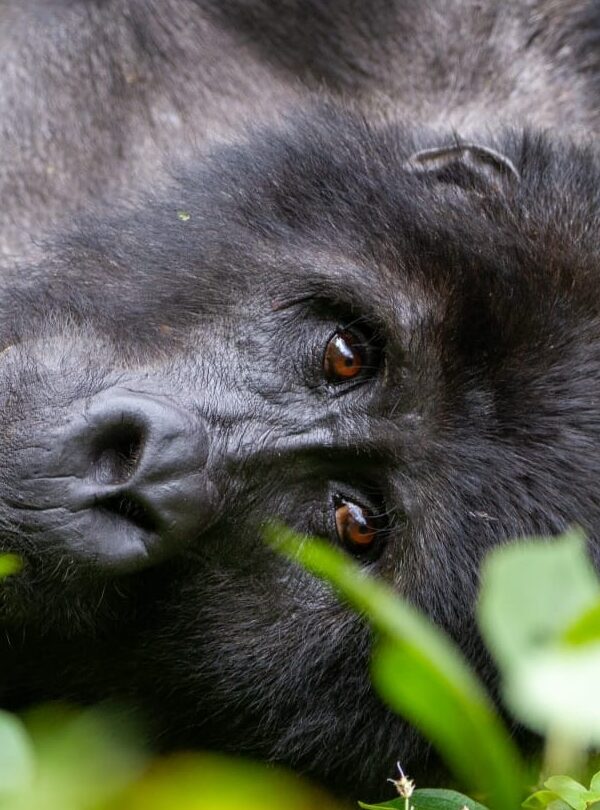 Gorilla Begegnung im Volcano Nationalpark Ruanda