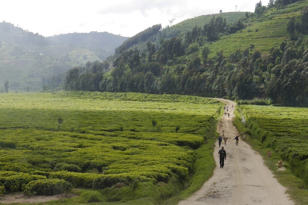 Typische Piste durch eine Teeplantage auf der Ruanda eBike Tour