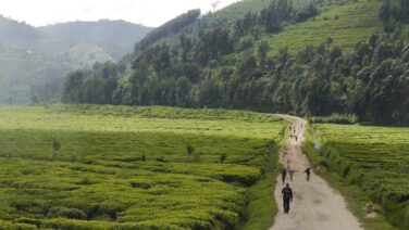 Typische Piste durch eine Teeplantage auf der Ruanda eBike Tour