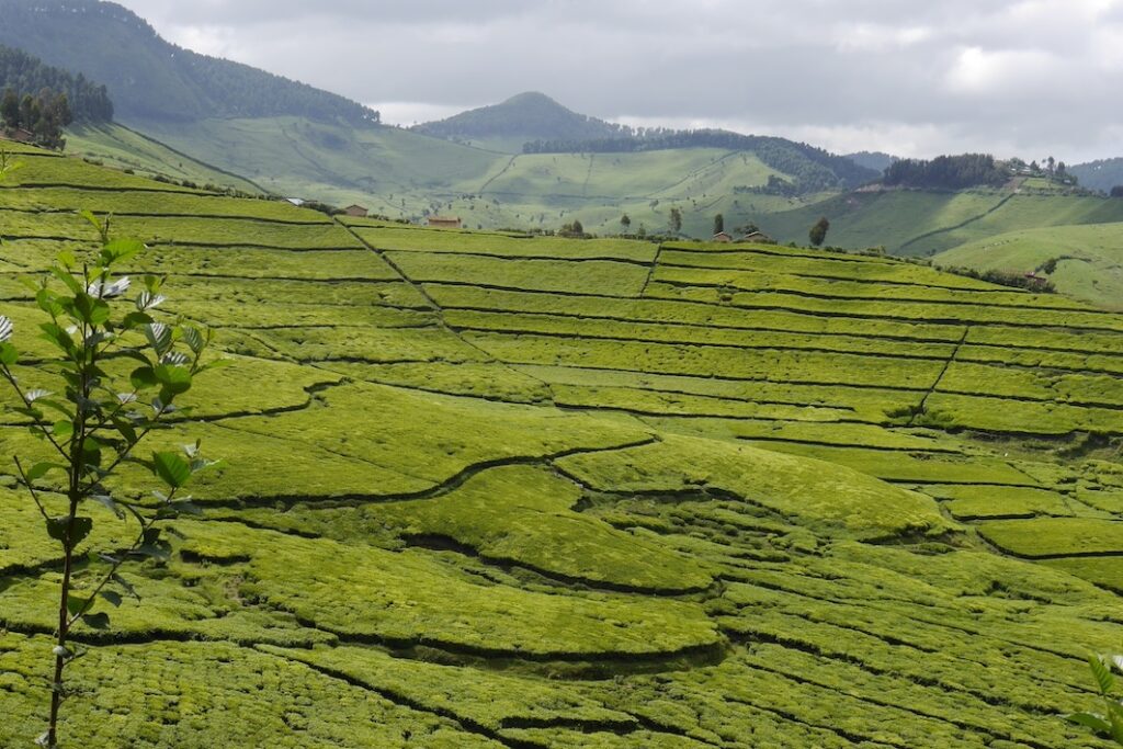 Herrliche Teeplantagen Kulturen auf der Ruanda eBike Tour